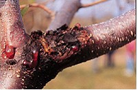 Борьба с цитоспорозом болезни вишни погибает сад обработка деревьев сада кустов яблоня груша слива
