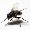 Уничтожение мух, борьба с мухами, обработка от мух