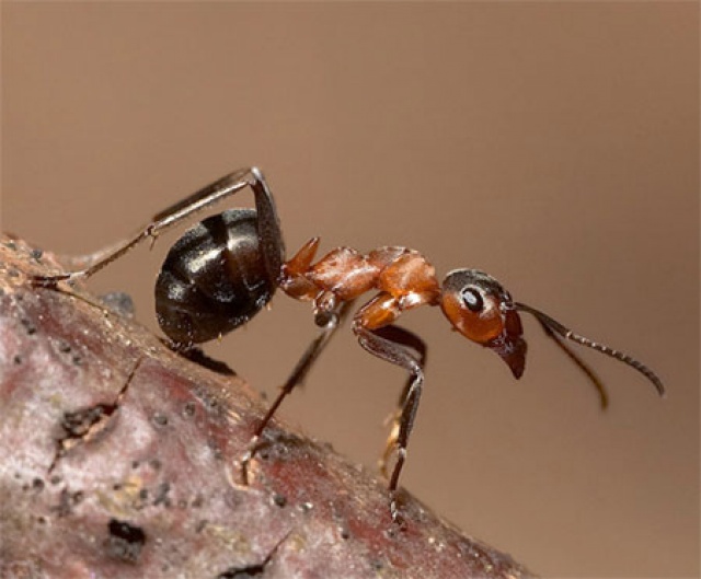 уничтожение муравьев, обработка от муравьев