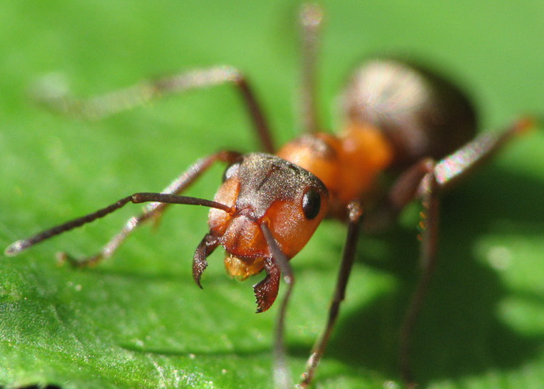 уничтожение муравьев, обработка от муравьев