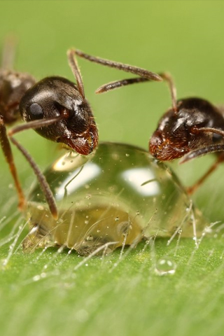 уничтожение муравьев, обработка от вредителей 